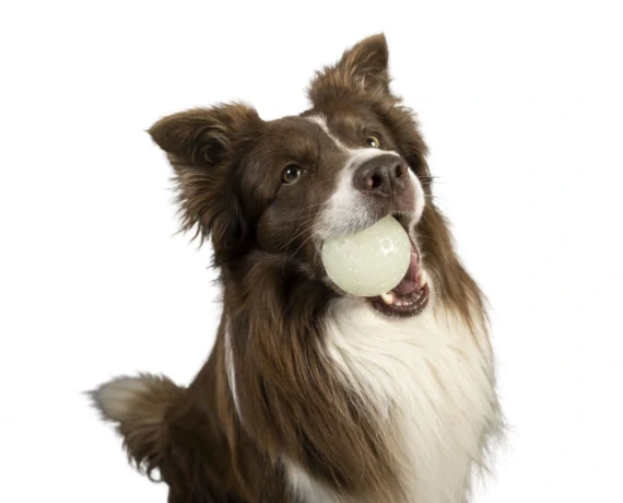 Kiwi Walker Glow Ball Maxi